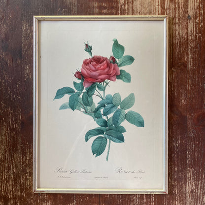 Vintage Rose Lithograph By Belgian Artist Pierre-Joseph Redouté, 1950s