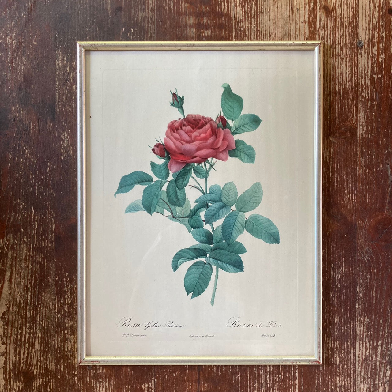 Vintage Rose Lithograph By Belgian Artist Pierre-Joseph Redouté, 1950s