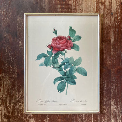 Vintage Rose Lithograph By Belgian Artist Pierre-Joseph Redouté, 1950s