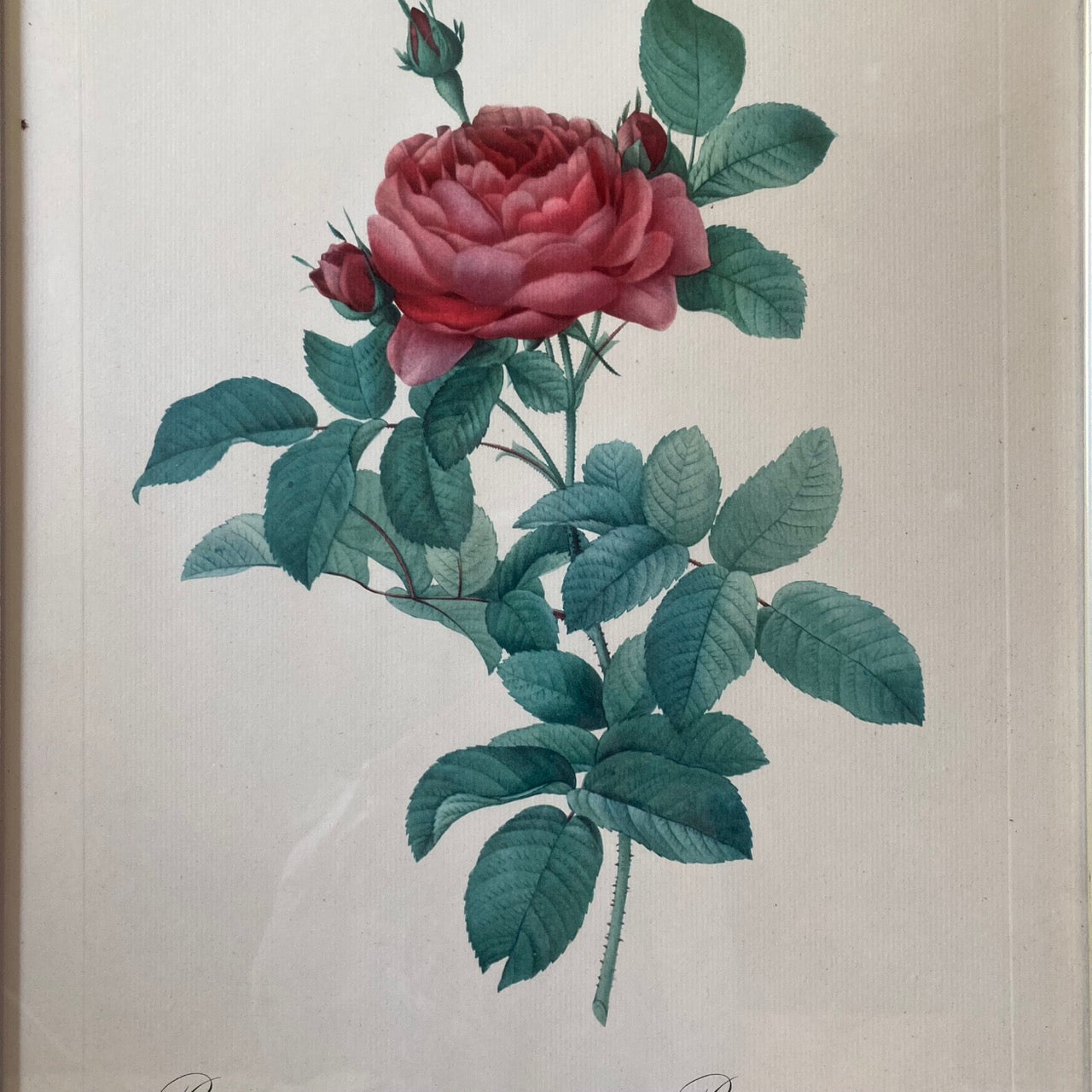 Vintage Rose Lithograph By Belgian Artist Pierre-Joseph Redouté, 1950s