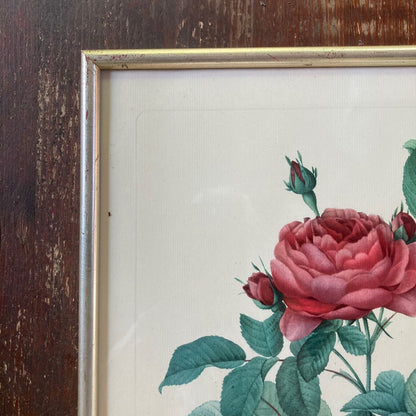 Vintage Rose Lithograph By Belgian Artist Pierre-Joseph Redouté, 1950s